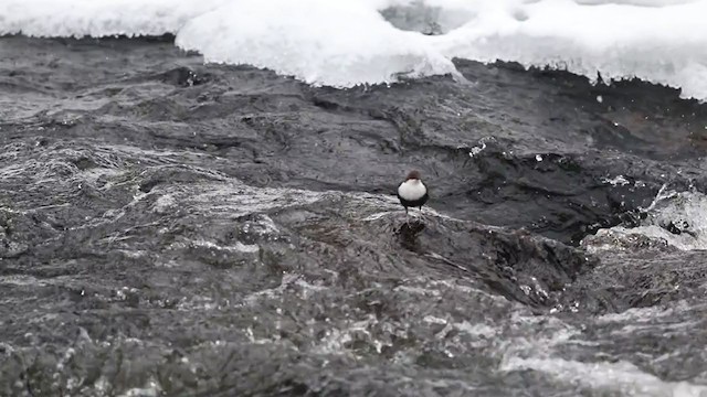 White-throated Dipper - ML290887091