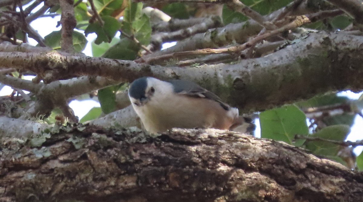White-breasted Nuthatch - ML290887131
