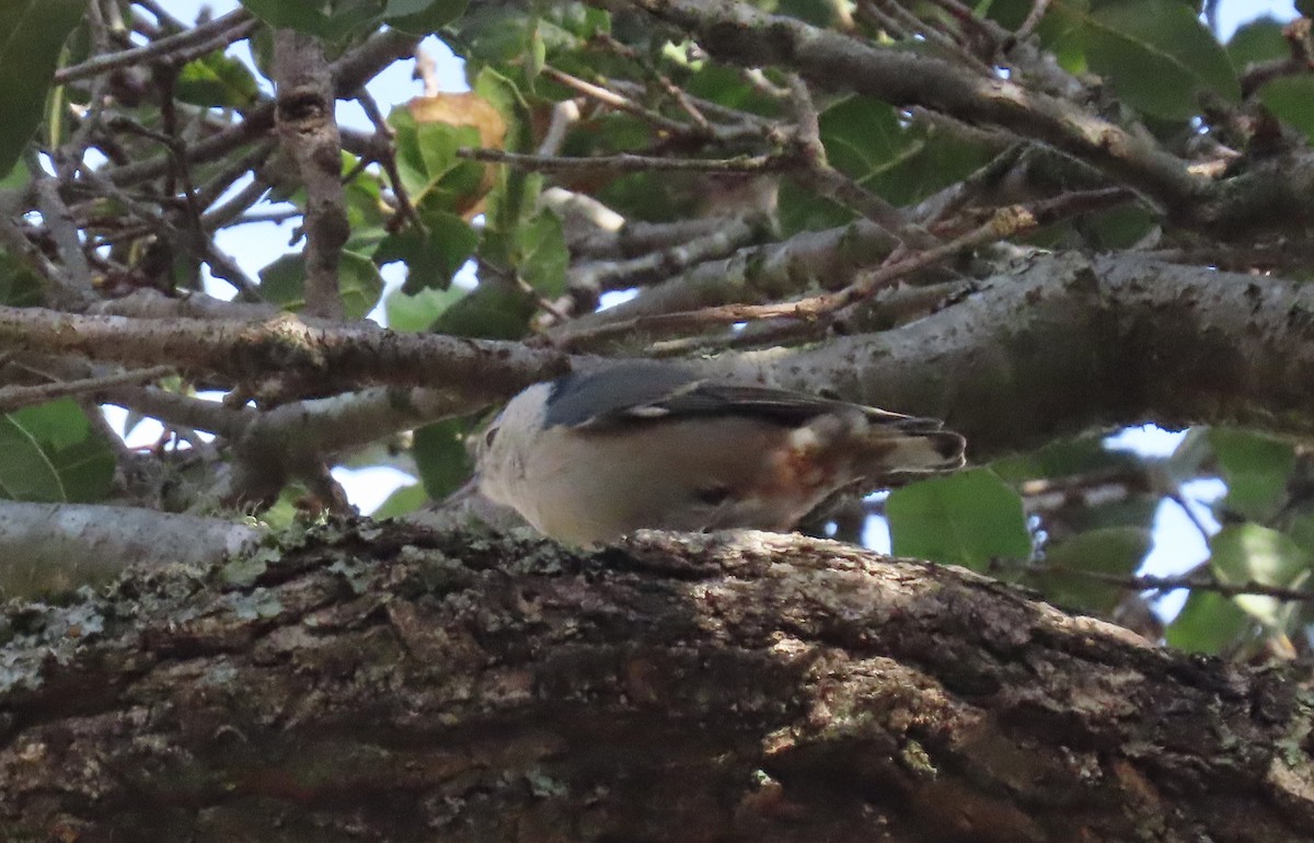 White-breasted Nuthatch - ML290887171