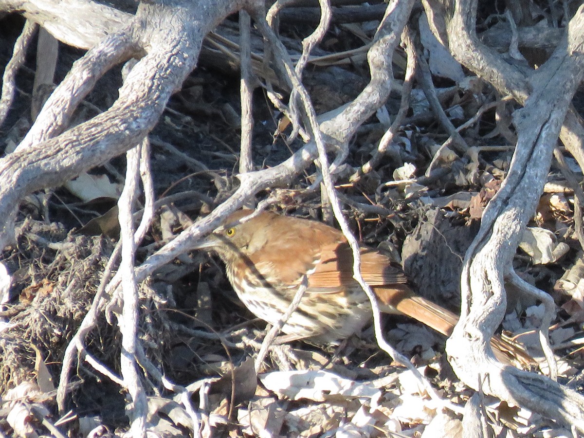 brunspottefugl - ML290888051