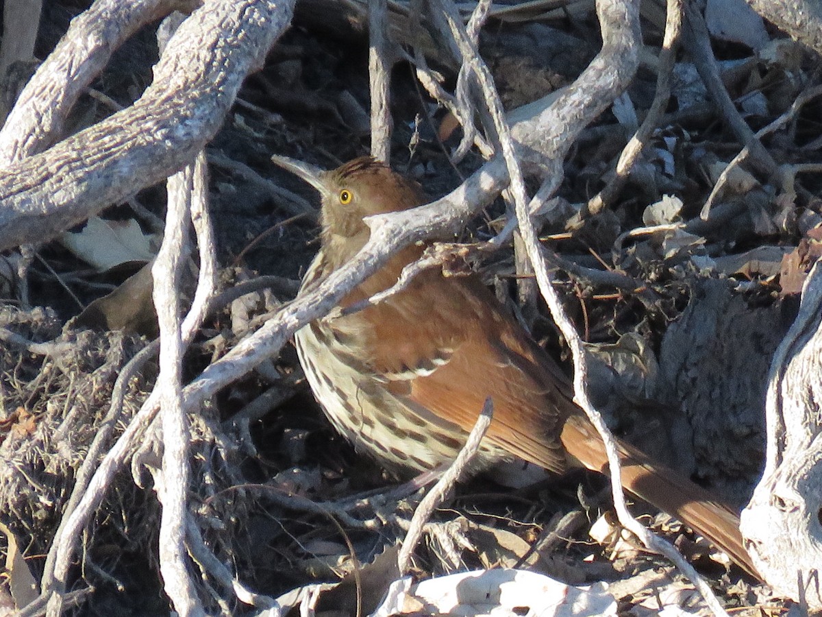 brunspottefugl - ML290888061