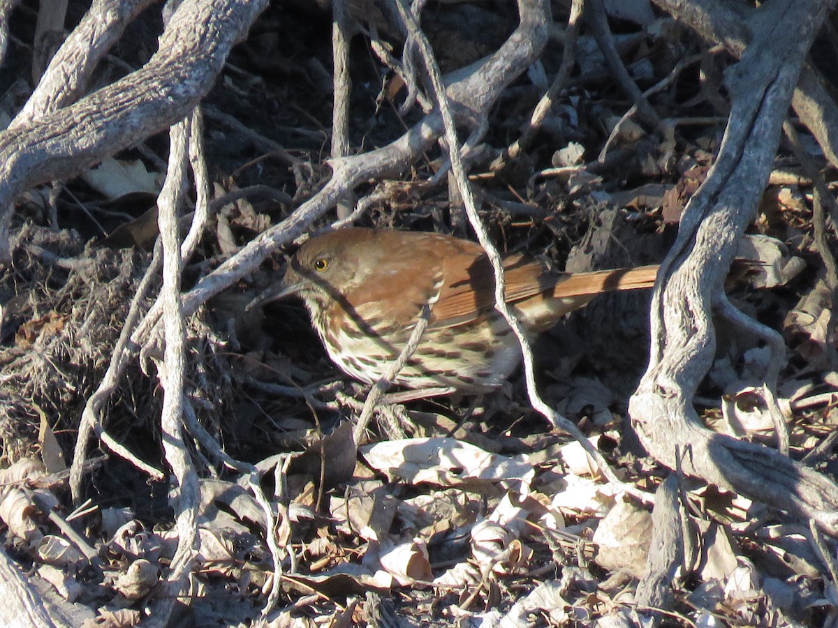 brunspottefugl - ML290888071
