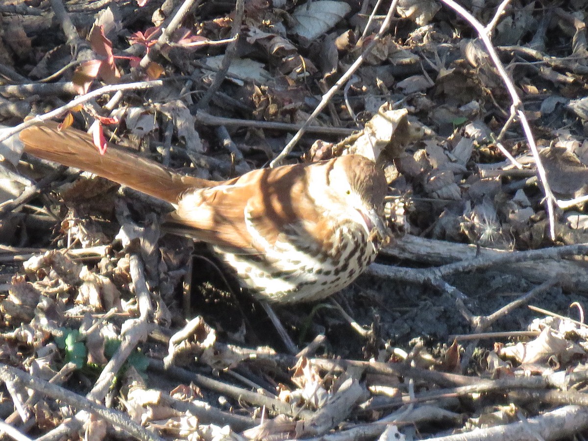brunspottefugl - ML290888091
