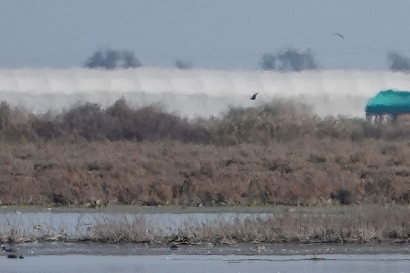 White-winged Tern - Cédric Mroczko