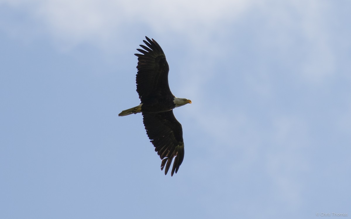Bald Eagle - ML29089021