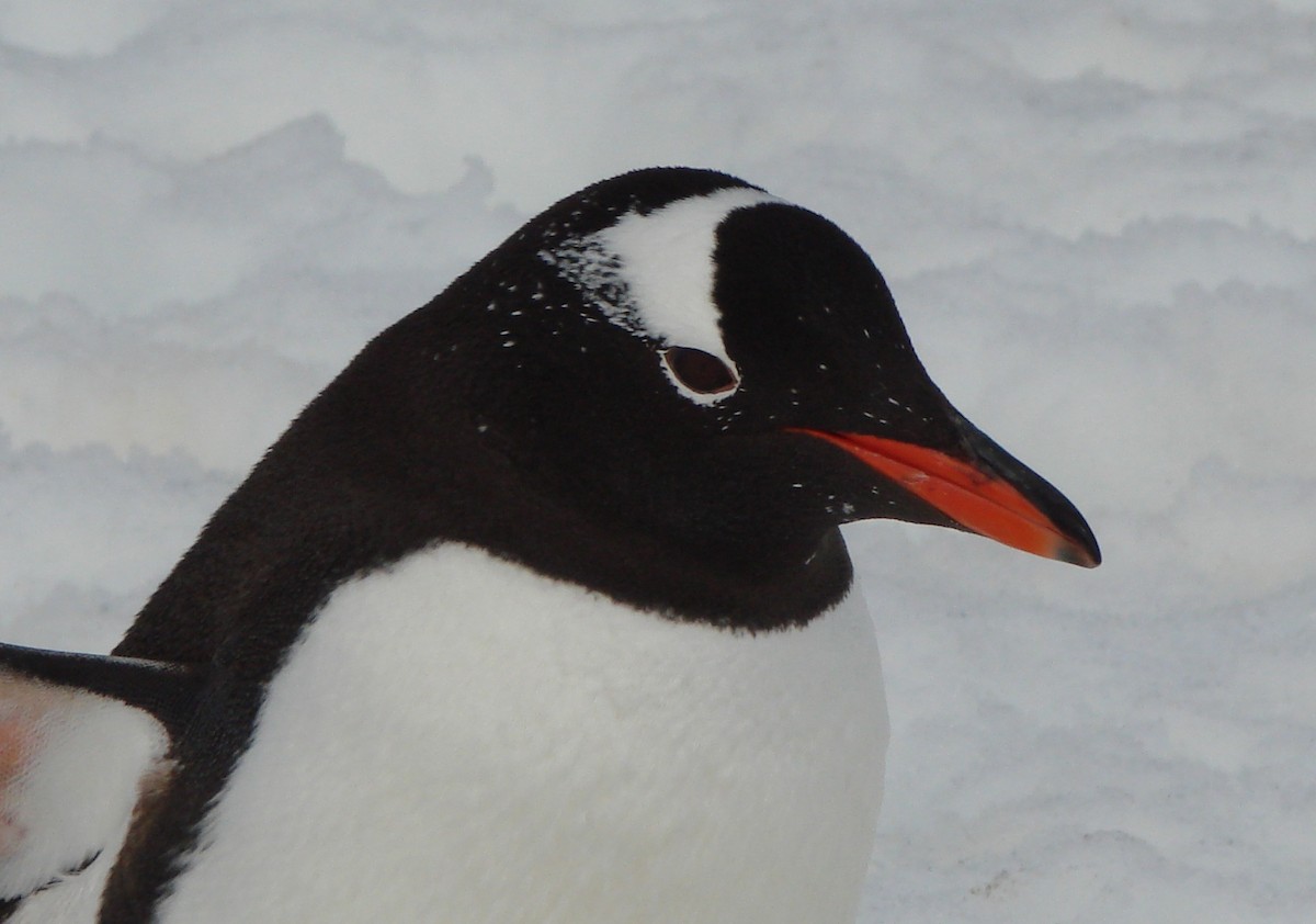 Gentoo Penguin - Bert Harris