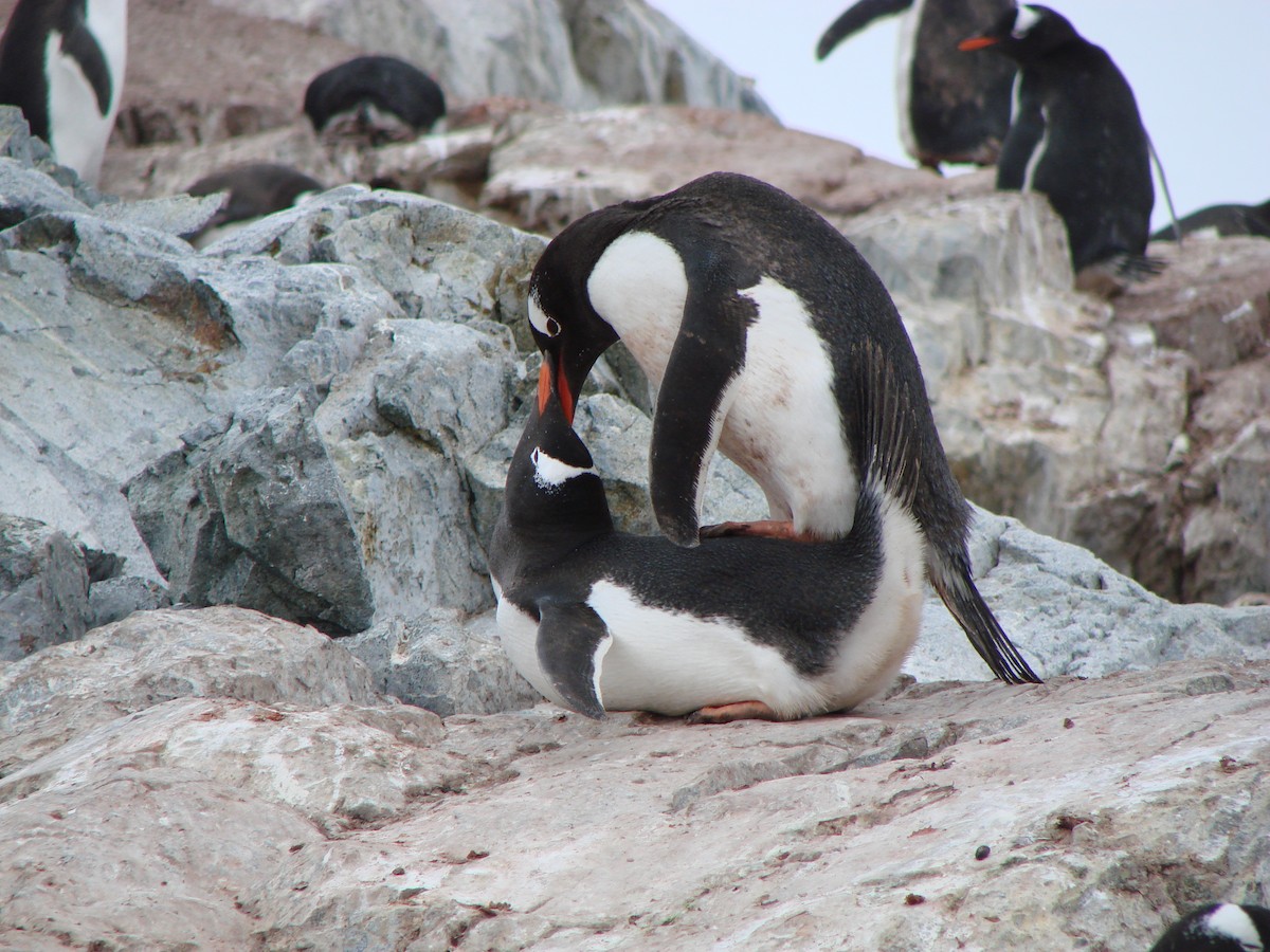 tučňák oslí - ML290891191