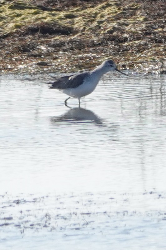 Marsh Sandpiper - ML290891311