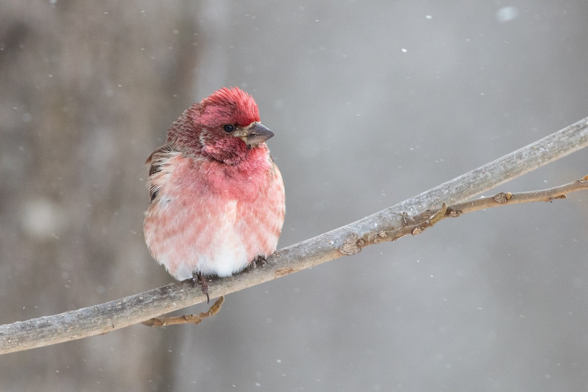 Purple Finch - ML290894171