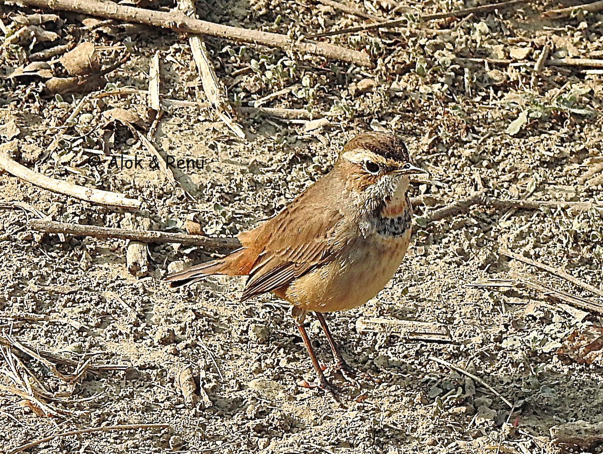 Bluethroat (Red-spotted) - ML290894261