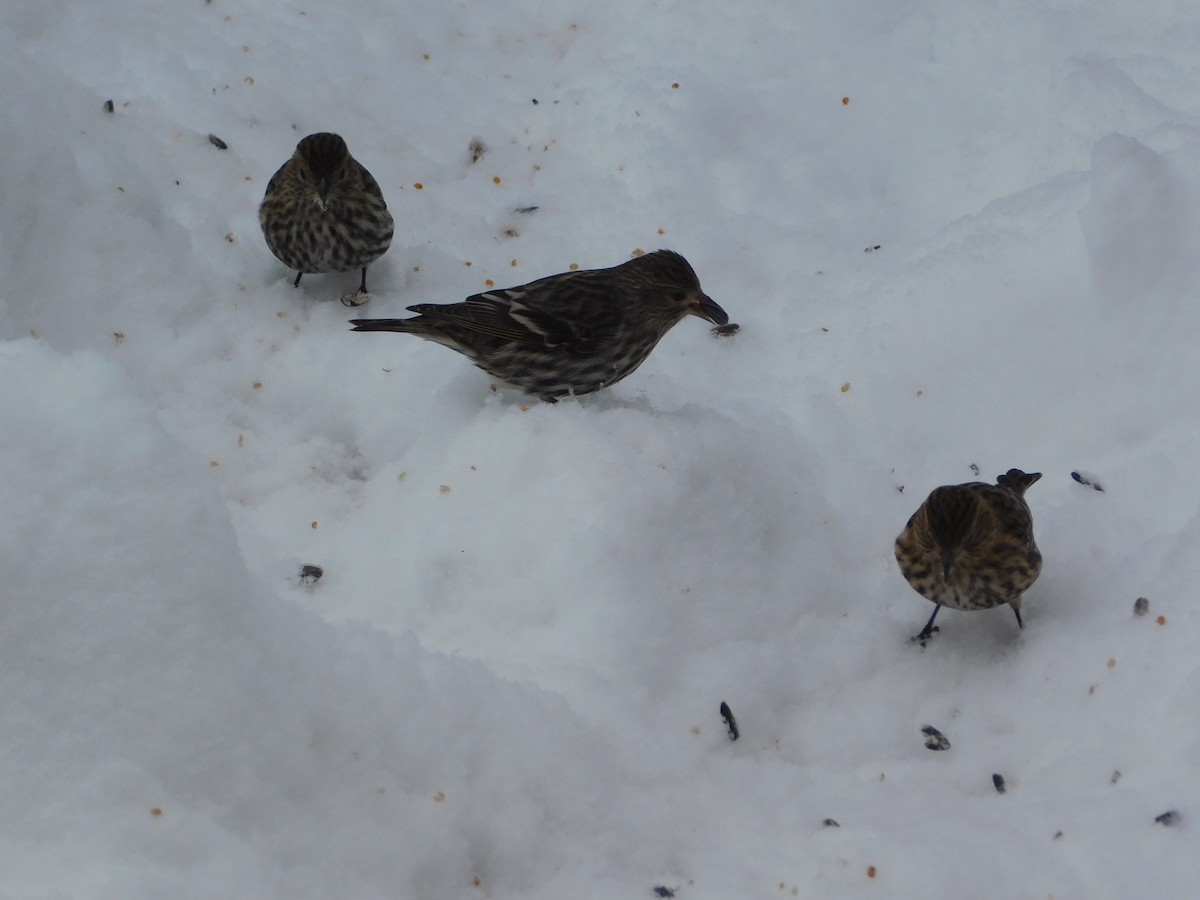 Pine Siskin - Abby Ciona