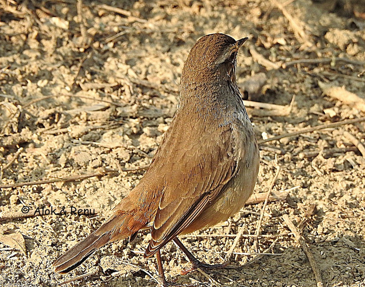 Bluethroat (Red-spotted) - ML290895451