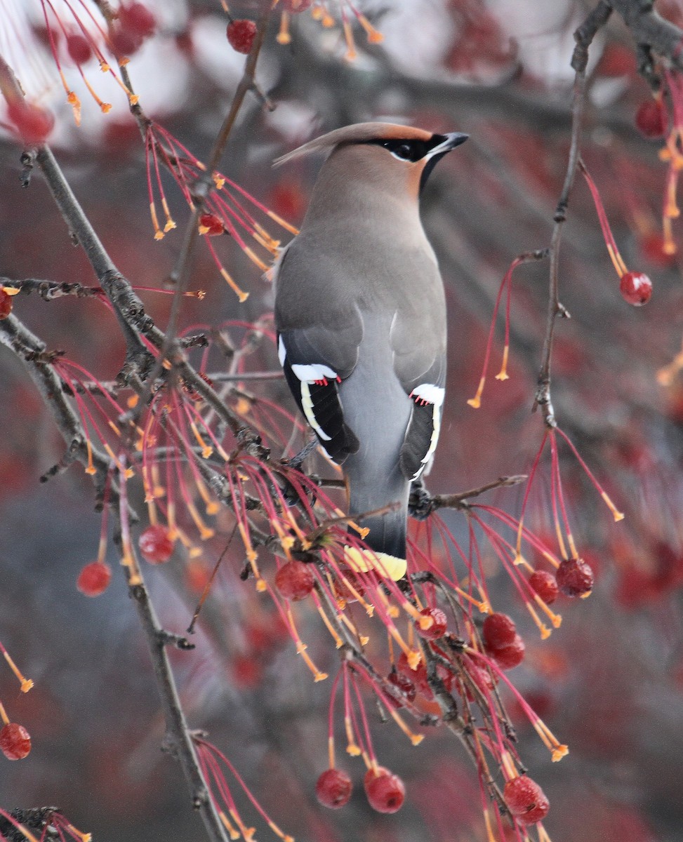 Bohemian Waxwing - ML290895641