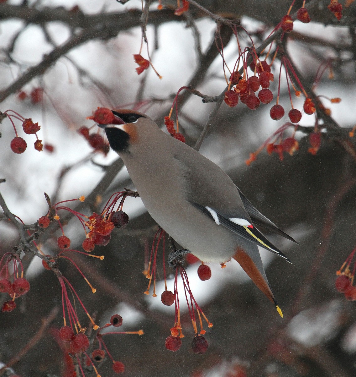 Bohemian Waxwing - ML290895661