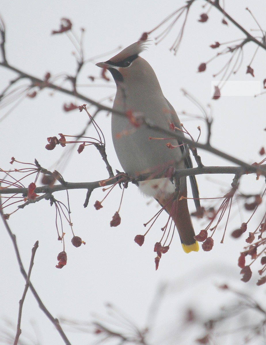 Bohemian Waxwing - ML290895821
