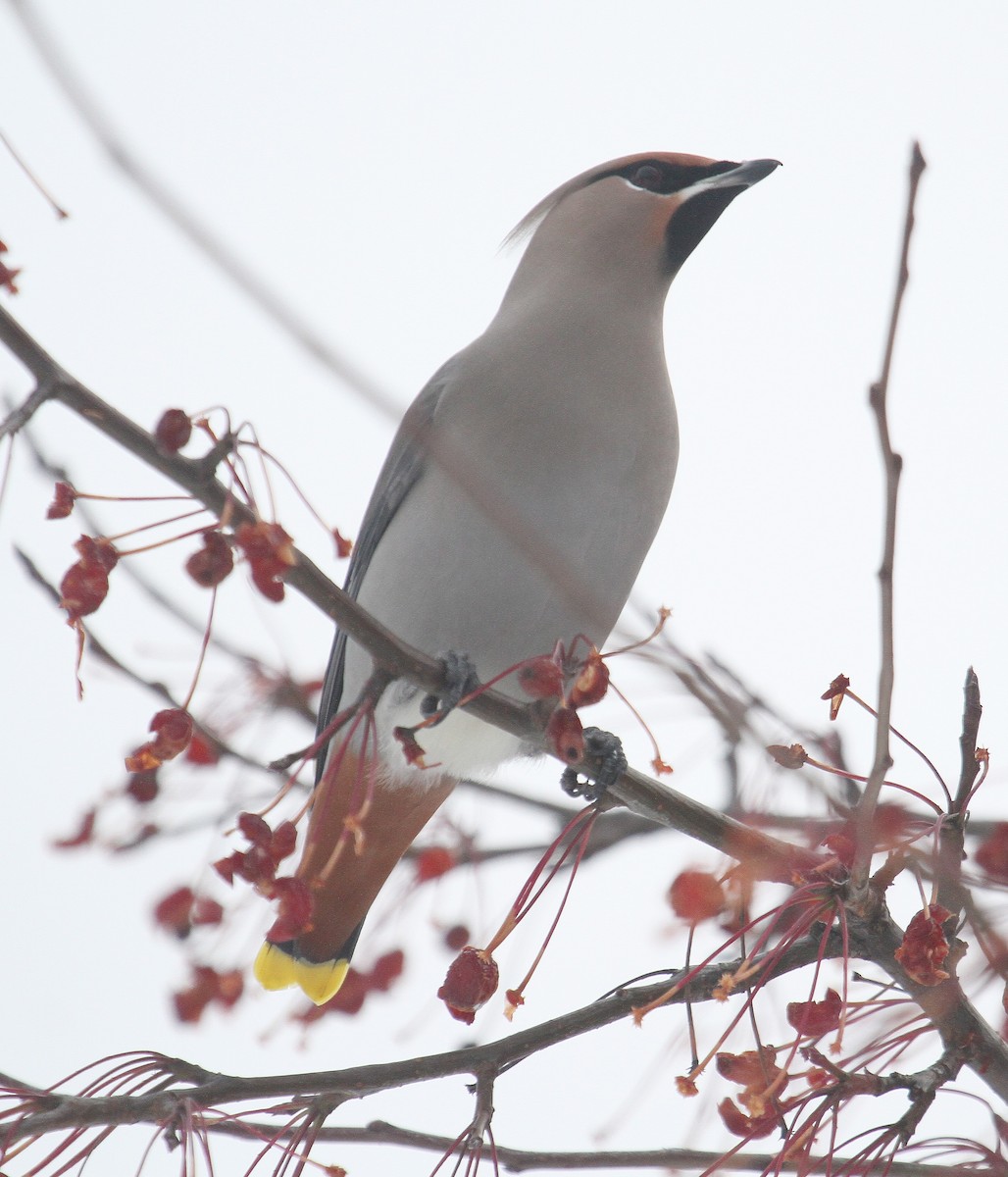 Bohemian Waxwing - ML290895831