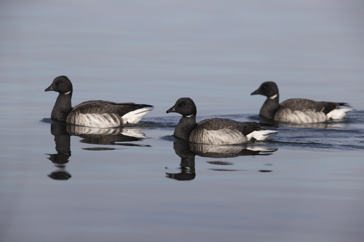 Brant (Atlantic) - ML290896261