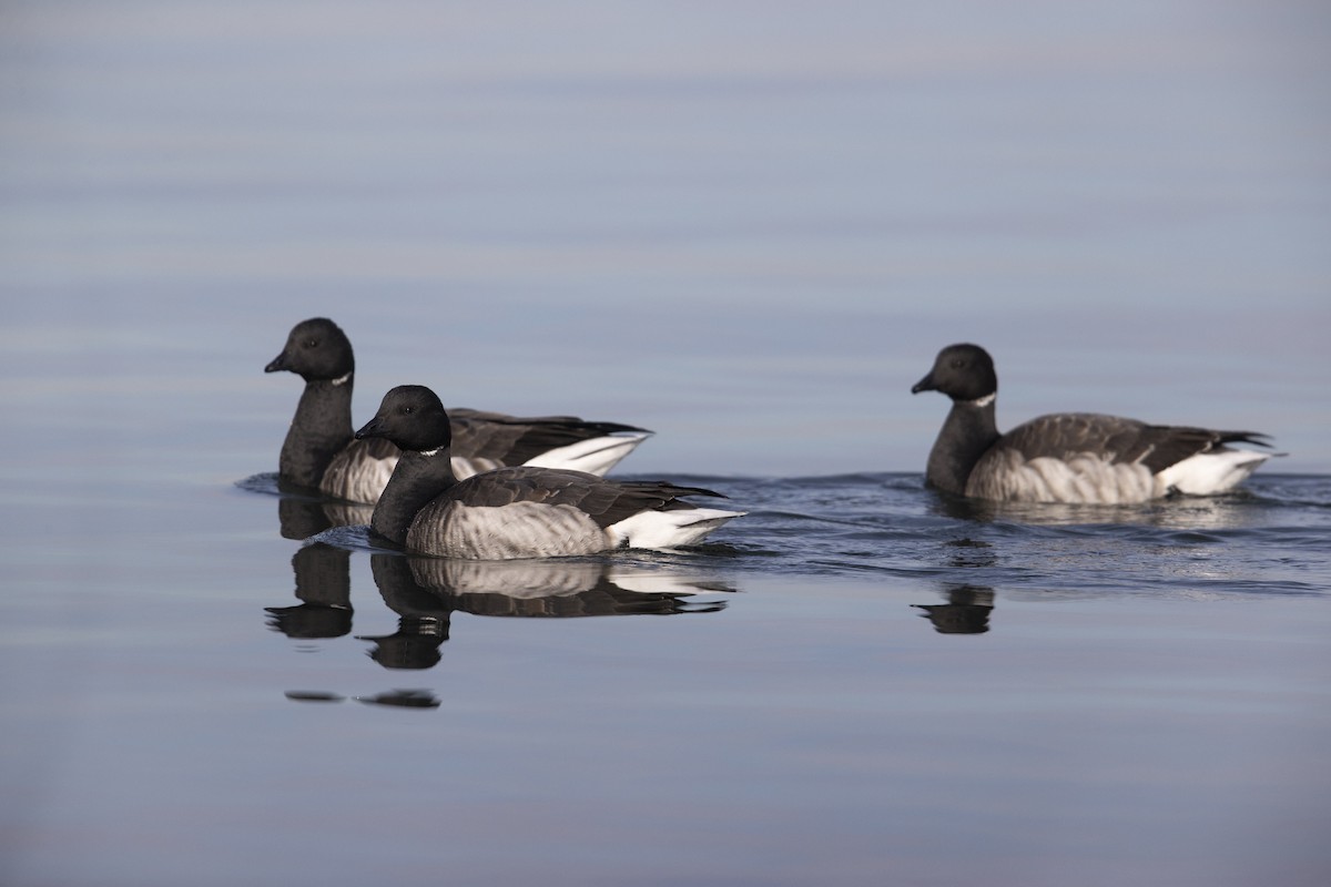 Brant (Atlantic) - ML290896281