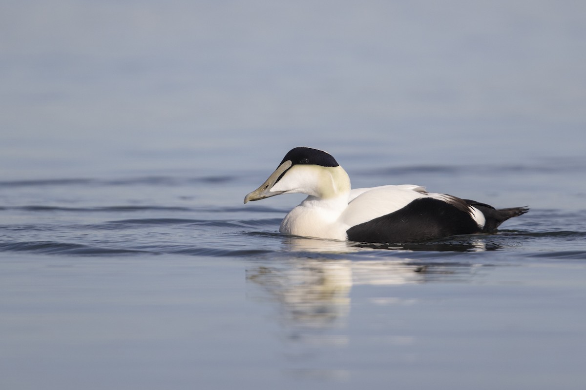 Common Eider - ML290896321