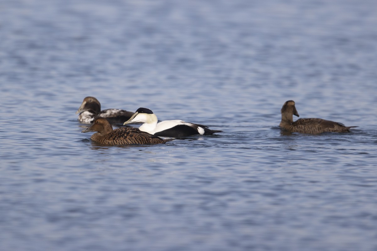 Common Eider - Michael Stubblefield