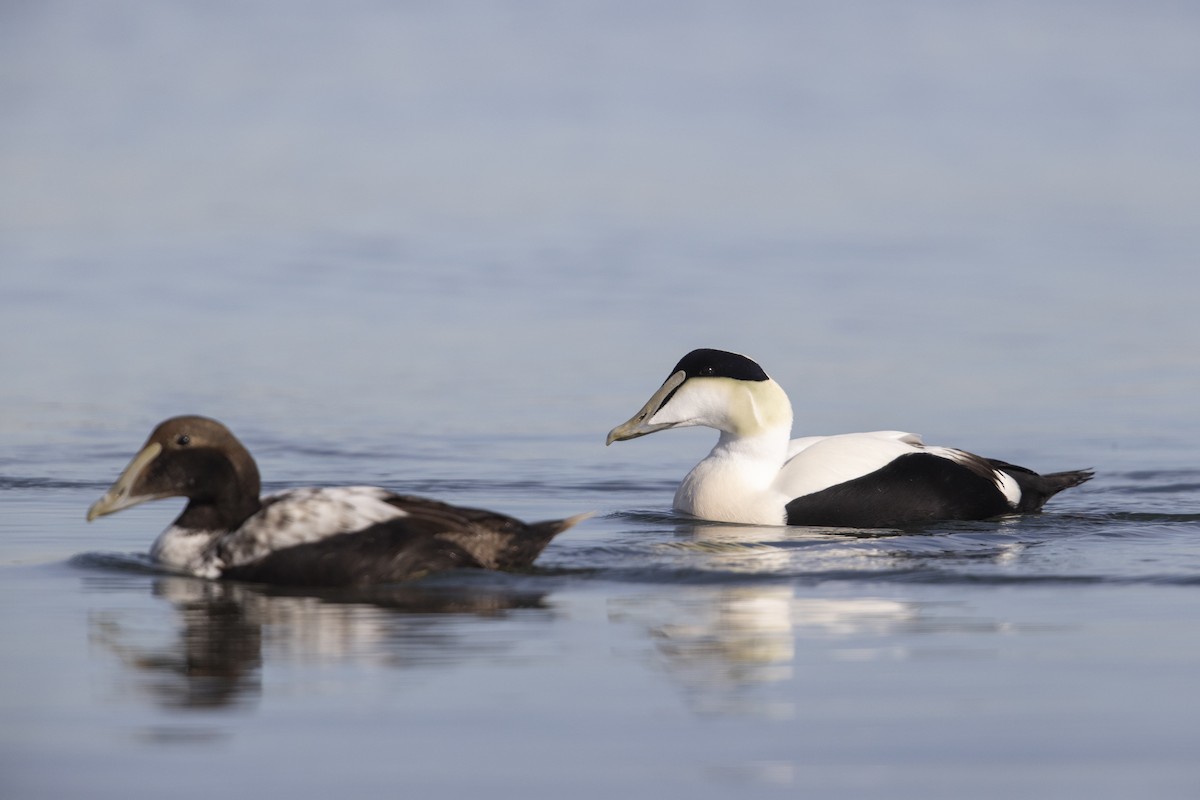 Common Eider - Michael Stubblefield