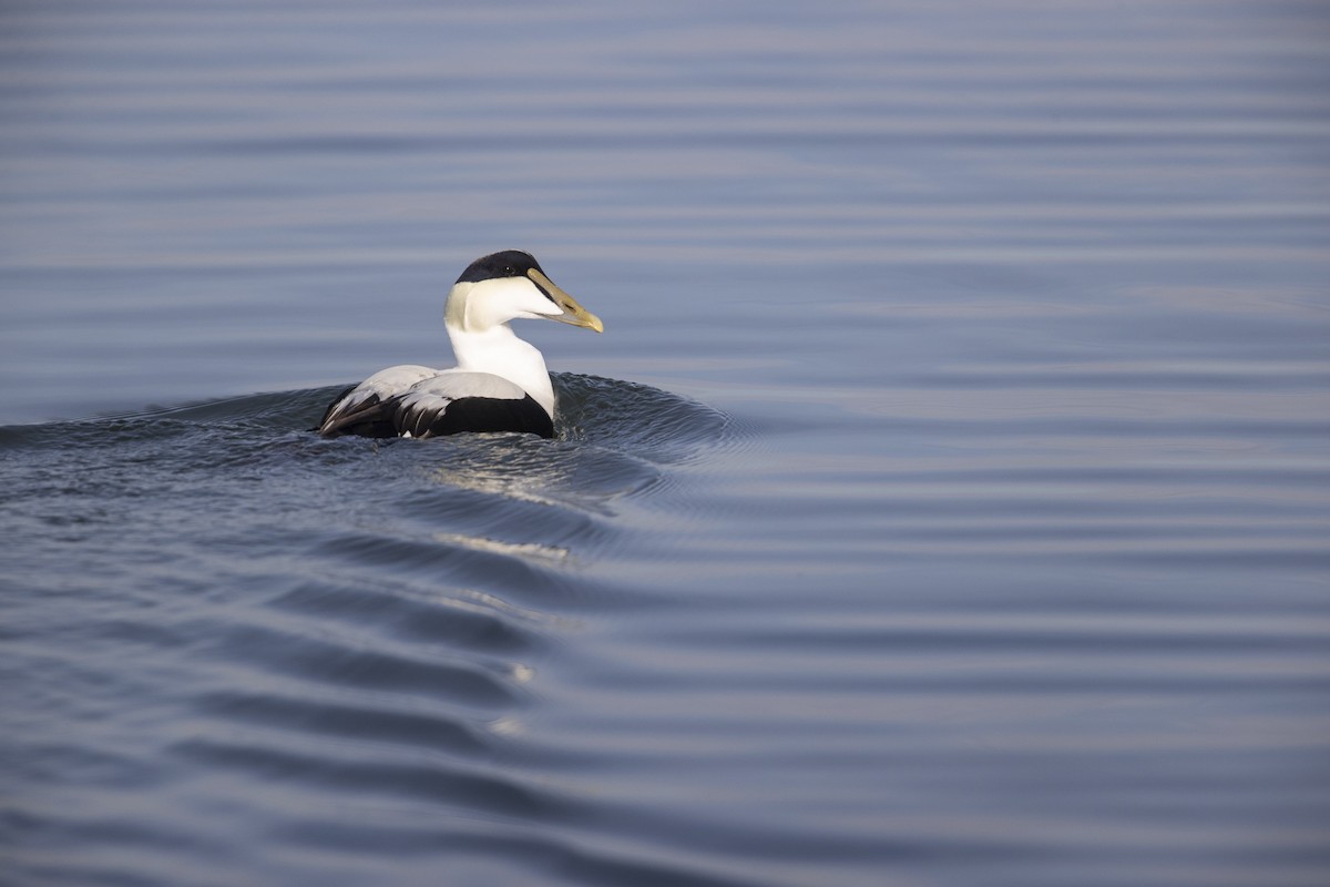 Common Eider - ML290896361