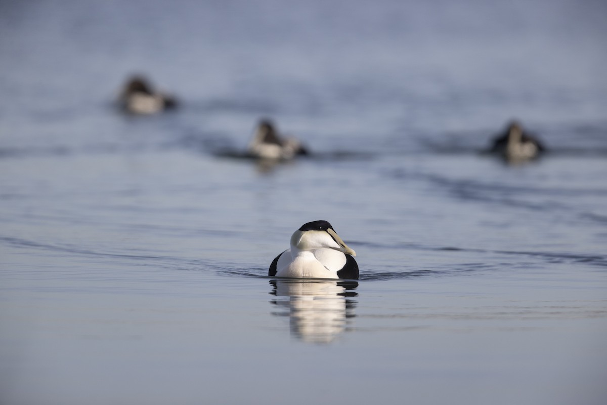 Common Eider - ML290896371