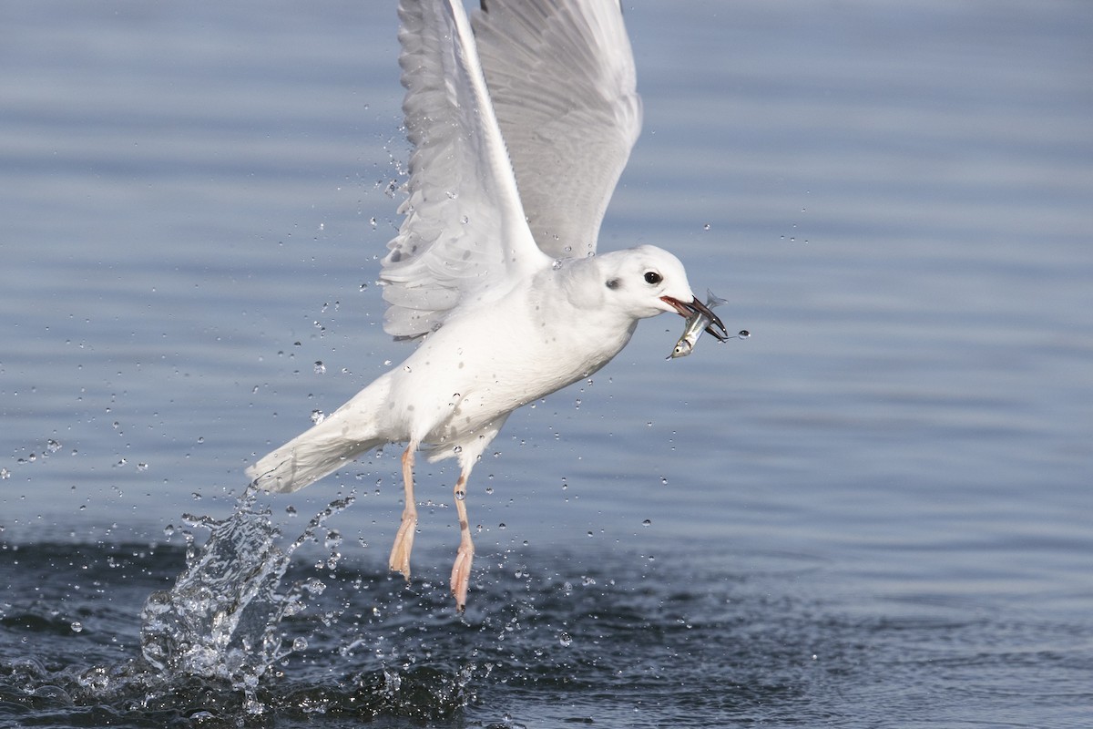 Mouette de Bonaparte - ML290896401