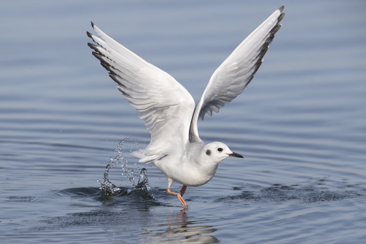 Bonaparte's Gull - ML290896411