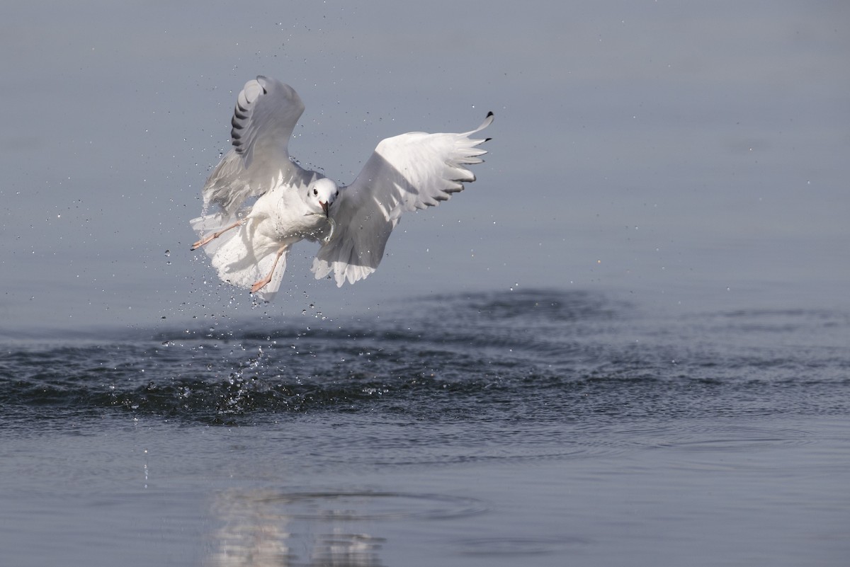 Bonaparte's Gull - ML290896431