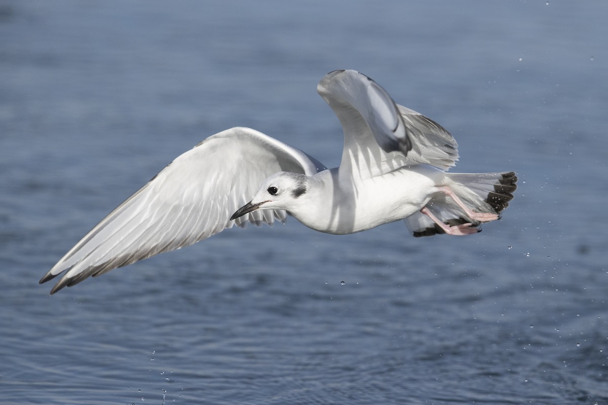 Mouette de Bonaparte - ML290896451