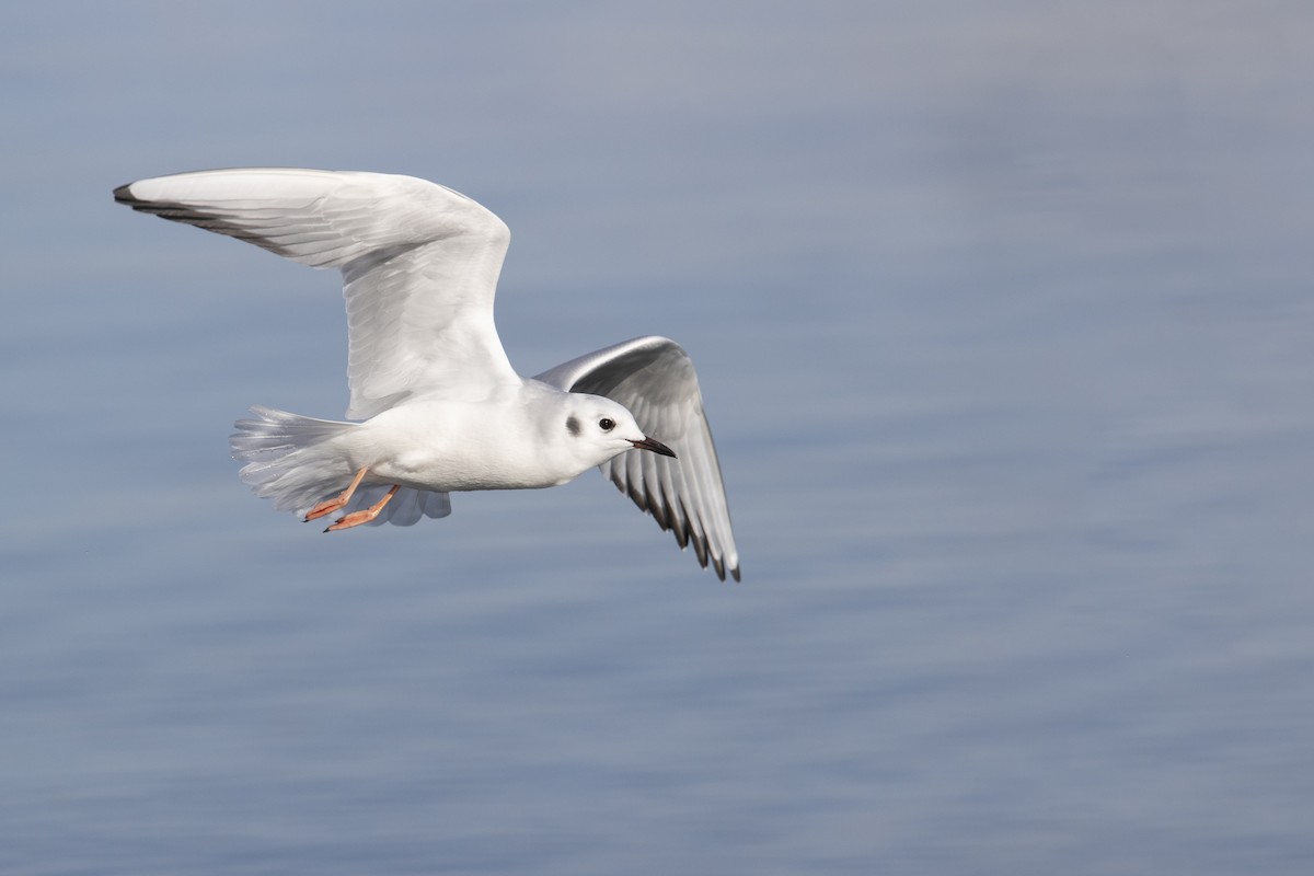 Mouette de Bonaparte - ML290896461