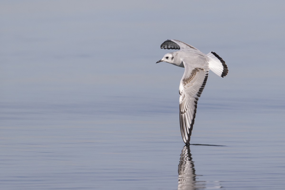 Bonaparte's Gull - ML290896551