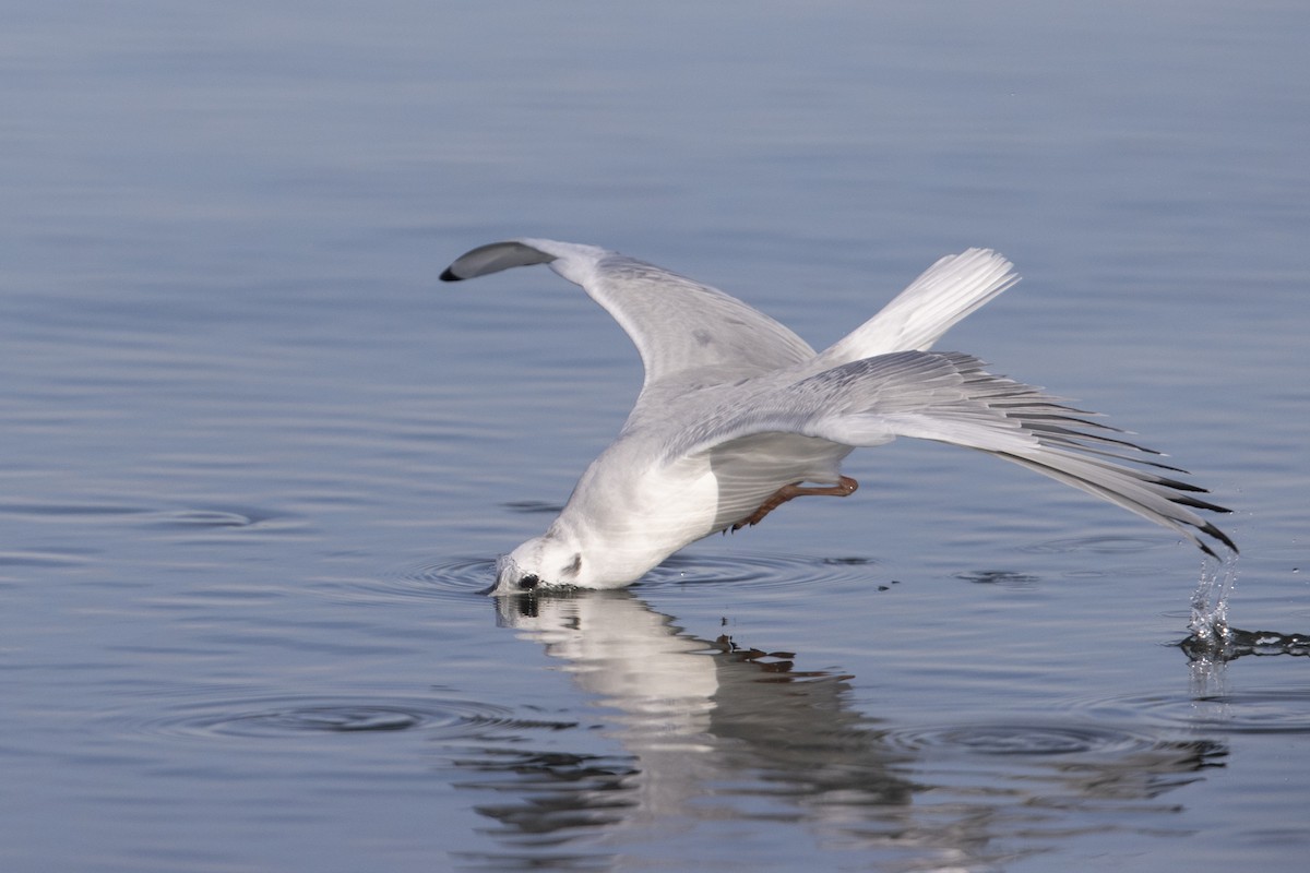 Bonaparte's Gull - ML290896581