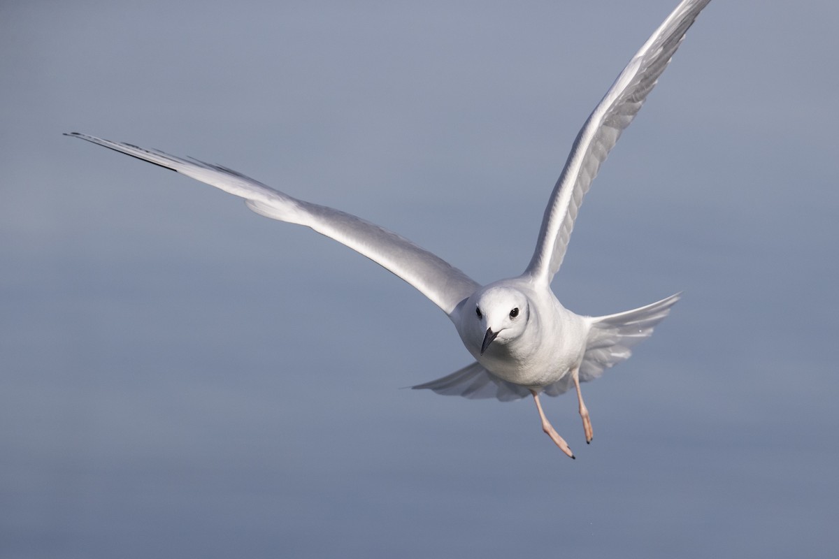 Bonaparte's Gull - ML290896621