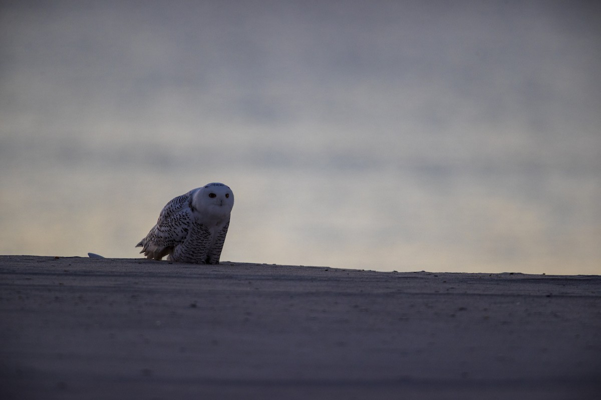 Snowy Owl - ML290896661