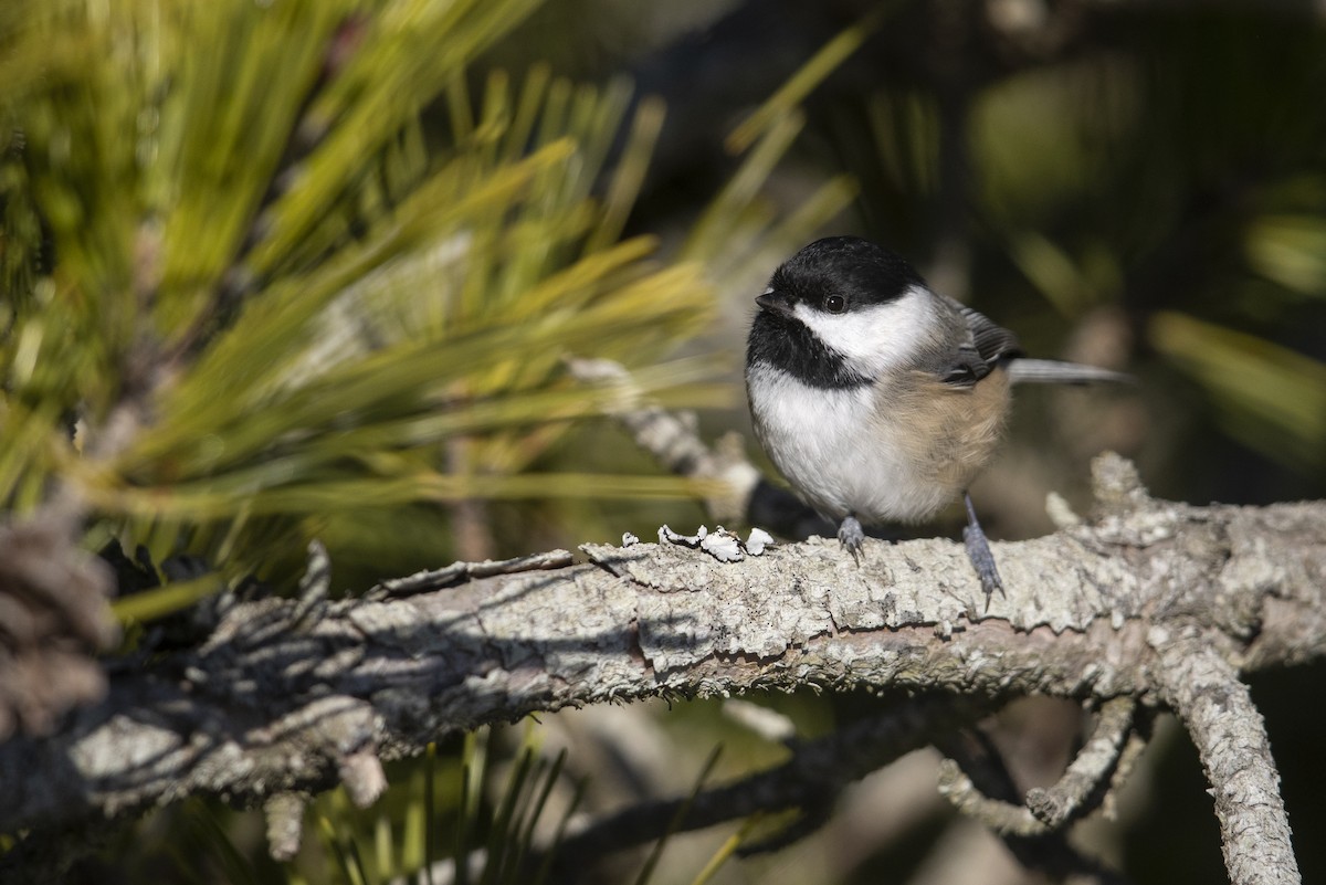 Black-capped Chickadee - ML290896671