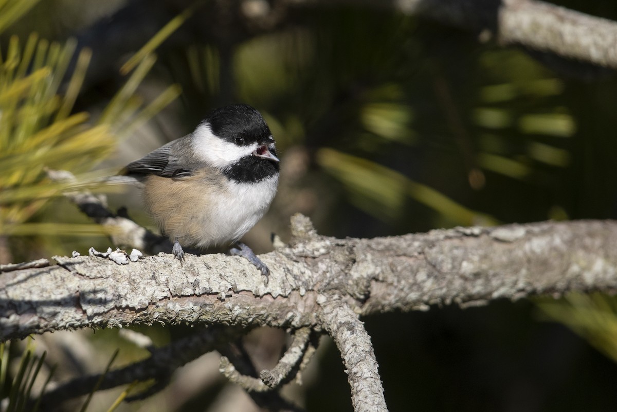 Mésange à tête noire - ML290896691