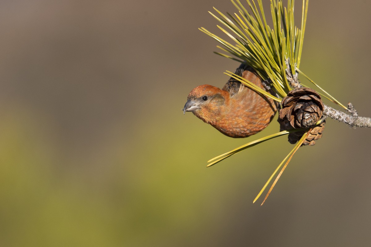 Red Crossbill (Northeastern or type 12) - ML290896931
