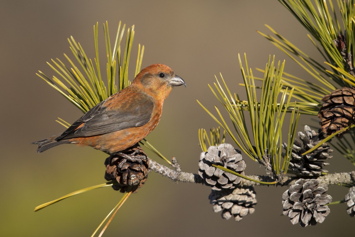 Red Crossbill (Northeastern or type 12) - Michael Stubblefield