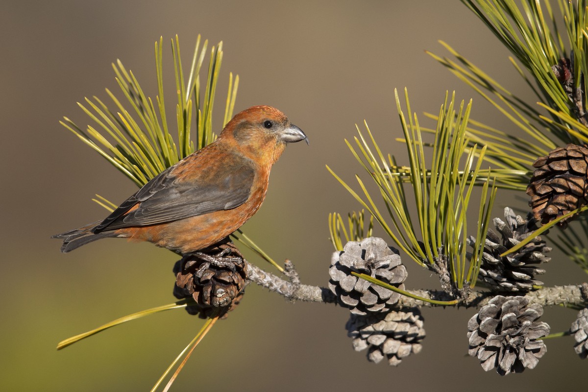 Red Crossbill (Northeastern or type 12) - ML290896961
