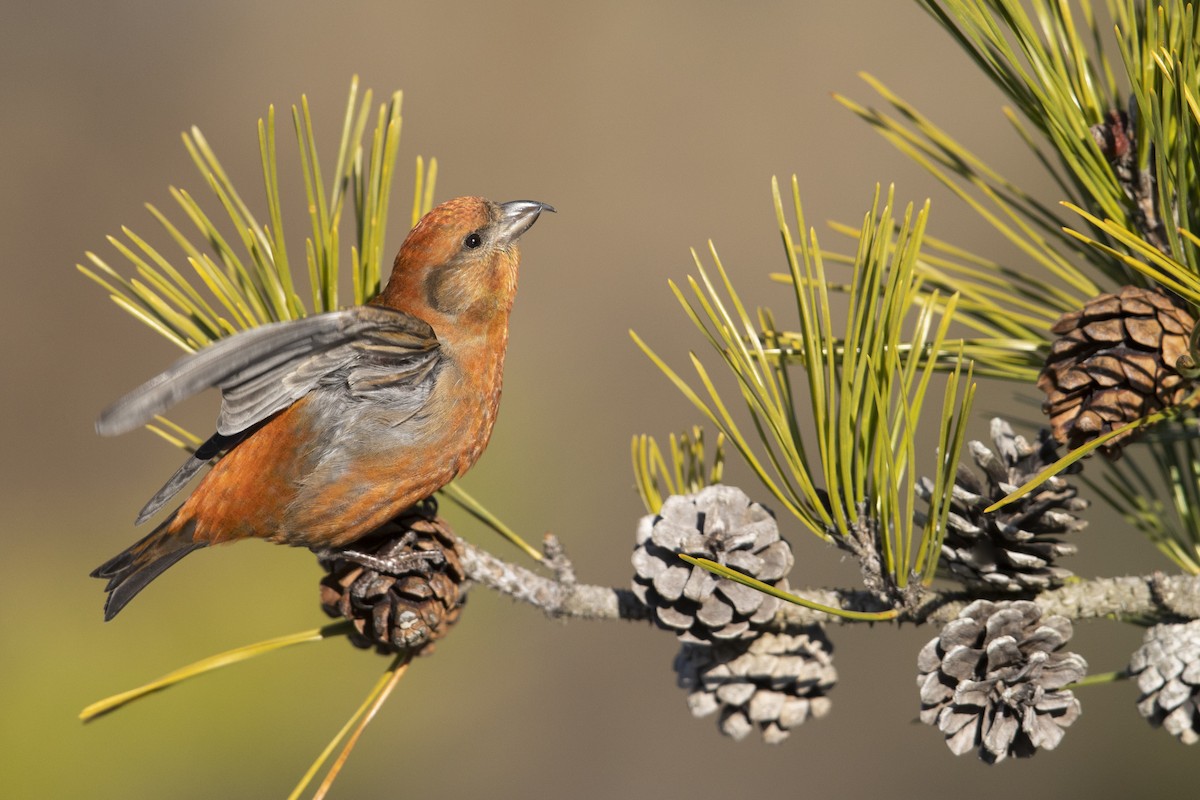 Red Crossbill (Northeastern or type 12) - Michael Stubblefield