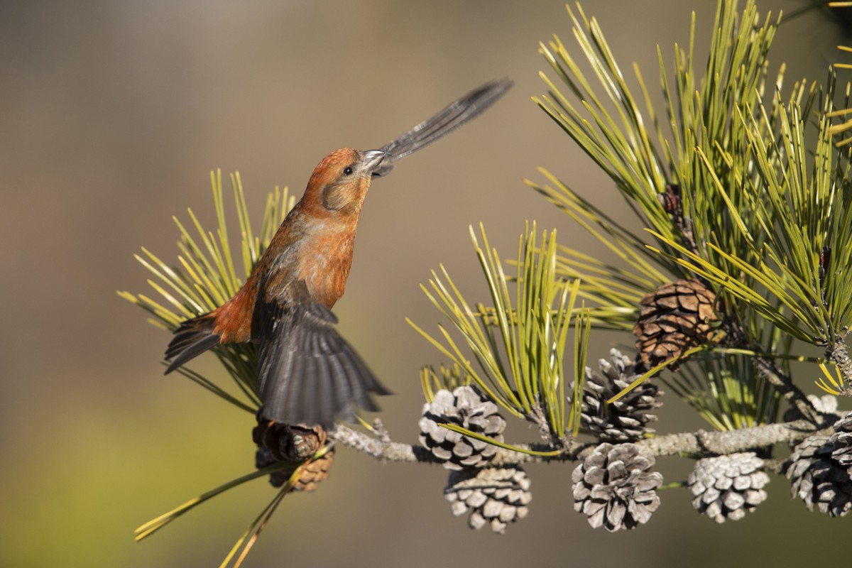 Red Crossbill (Northeastern or type 12) - ML290896981