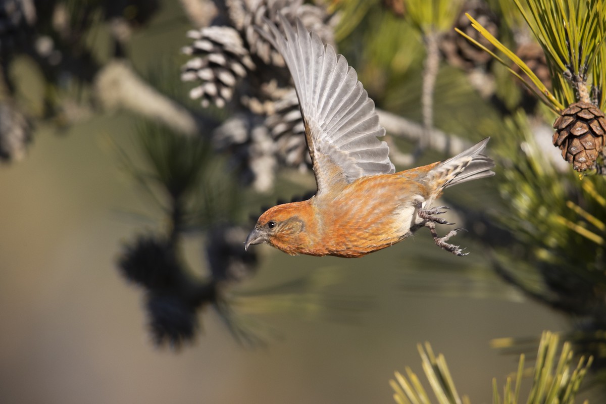 Red Crossbill (Northeastern or type 12) - ML290896991