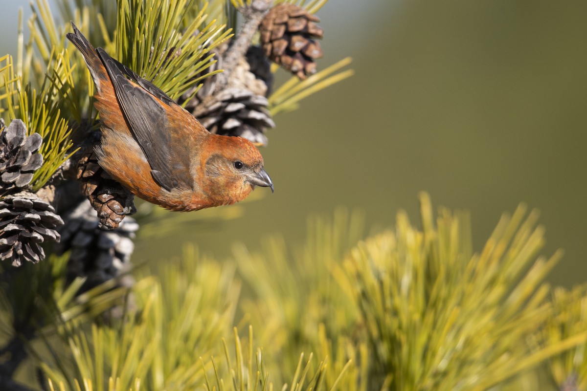 Red Crossbill (Northeastern or type 12) - ML290897041
