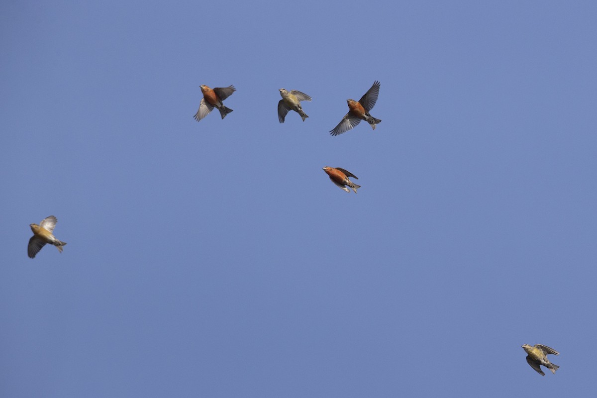 Red Crossbill (Northeastern or type 12) - Michael Stubblefield