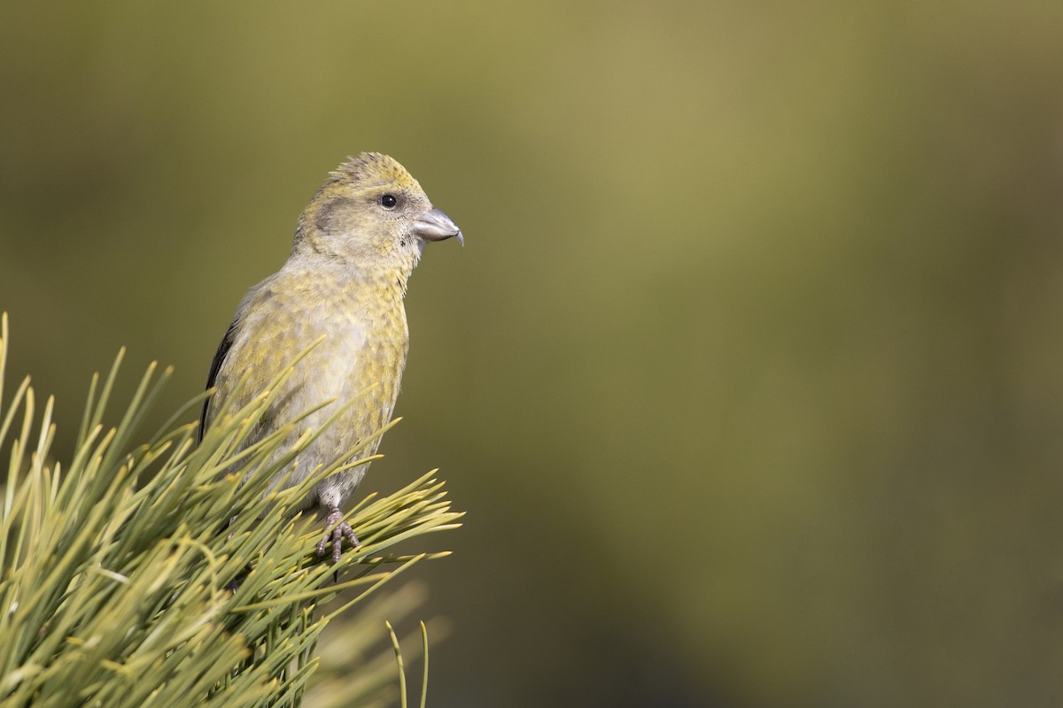 Red Crossbill (Northeastern or type 12) - ML290897401