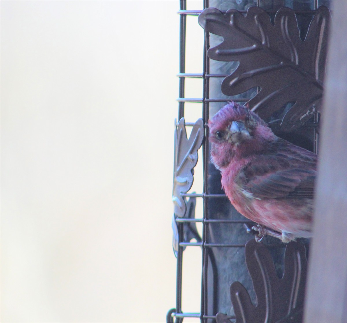 Purple Finch - ML290900161