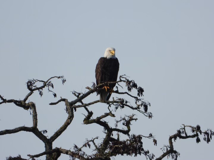 Bald Eagle - ML290903301
