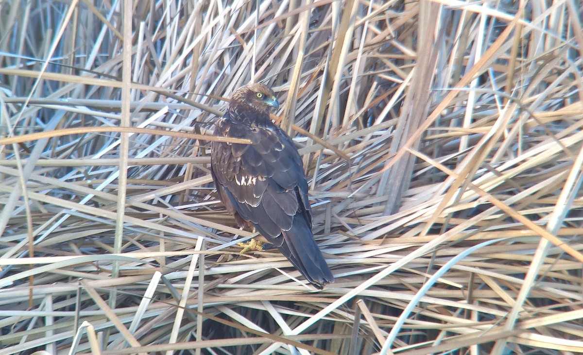 Western Marsh Harrier - ML290904541